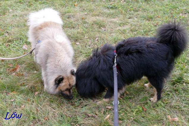 8.11.2018 - Howard und ich wühlen in der Wiese